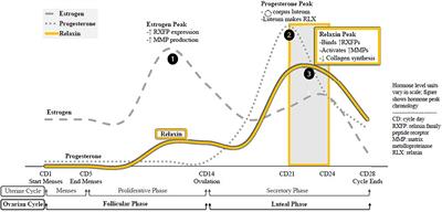 Do Relaxin Levels Impact Hip Injury Incidence in Women? A Scoping Review